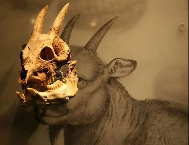The lower jaw of the Balearic goat has only 2 incisors