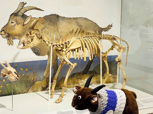 The Balearic cave goat is truly a herbivorous animal.