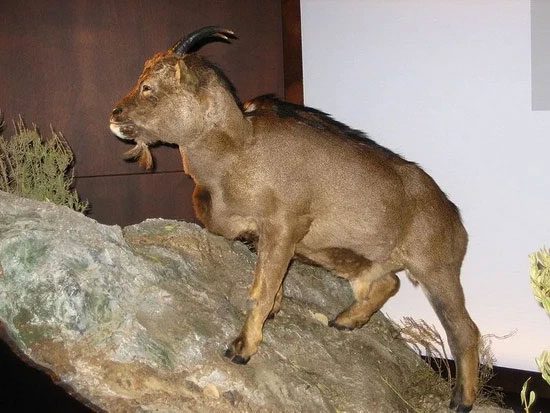 The Balearic goat is very short, standing only half a meter tall.