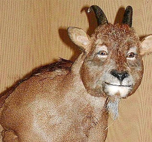 The Balearic cave goat primarily lives on the islands of Mallorca and Menorca