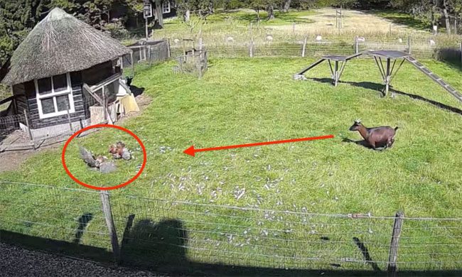  Two animals teaming up to help the hen on the farm. 