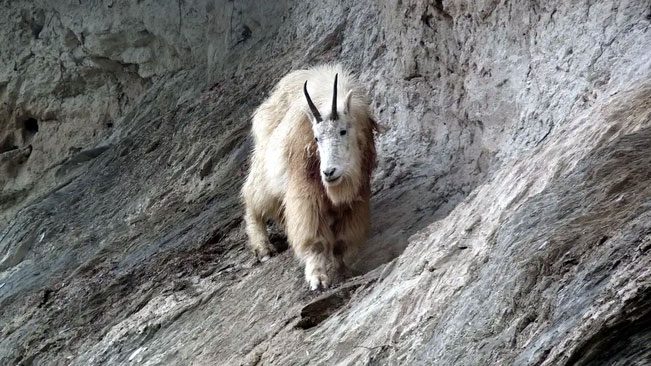 Mountain Goat in Yoho National Park, Canada.