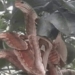 dead honestly seeing 3 snakes with pink patterns on the flower tree turns out to be a very rare creature 116572