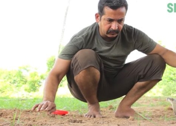 decoding all languages can help experts time snake head venom 117274