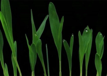 decoding the question about the violent nature of leaves 117655