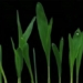 decoding the question about the violent nature of leaves 117655