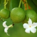 decoding the terrifying sexual relationship of the suicidal plant hypericum in the 117131 coast