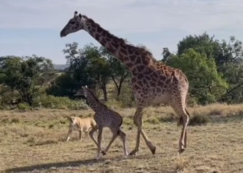 deer high legs protecting you from the lion behind and the ending 117348