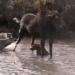 deer sung tam fight to protect con and the consequences 117717
