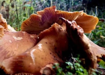 delete species 1 red forest is the ability of the largest creature in the world weighing 35 000 tons 117703
