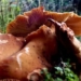 delete species 1 red forest is the ability of the largest creature in the world weighing 35 000 tons 117703