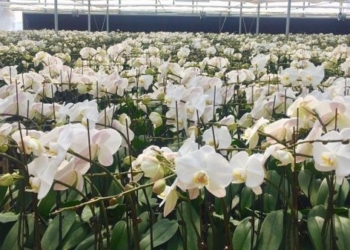 dentist uses technology to make orchid flowers bloom as desired 117081