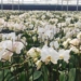 dentist uses technology to make orchid flowers bloom as desired 117081