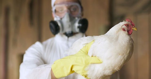 Most cases of the disease are due to close contact between humans and poultry