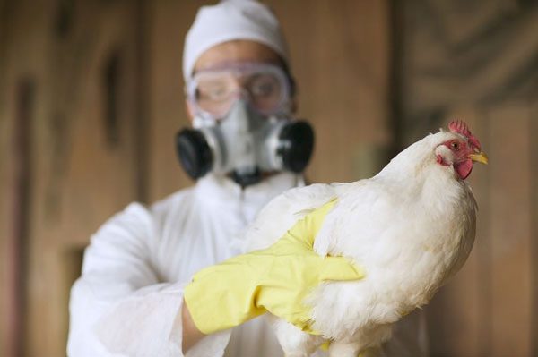 Of the 48 people infected with the new avian flu variant, half have now died