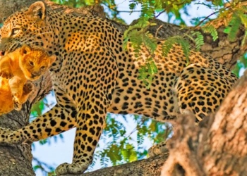 discovering the lion cub quickly attacks the new prey on tree 117043