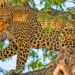 discovering the lion cub quickly attacks the new prey on tree 117043