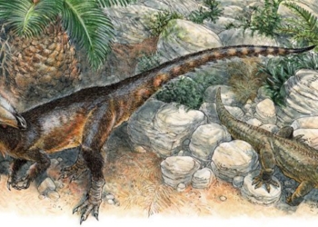 discovery dragon wales size of a chicken 116439
