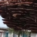 discovery of 10 storey beehive like a wooden house in lang go to register for guinness world record 116573