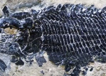 discovery of 244 million year old coral reef the oldest in the world in china 116959