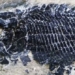 discovery of 244 million year old coral reef the oldest in the world in china 116959