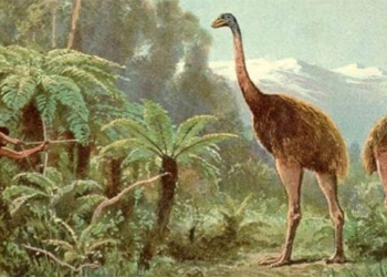 discovery of 3300 year old wingless prehistoric bird