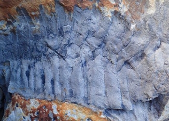 discovery of a giant ancient crocodile like stone 117869