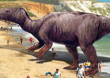 discovery of a new dinosaur species from page 117340
