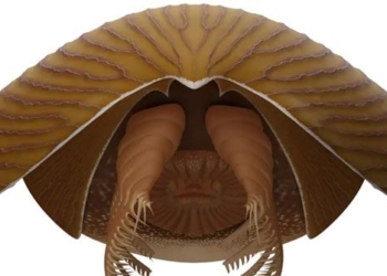 discovery of a new giant 500 million year old fossil in canada 115905
