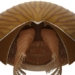 discovery of a new giant 500 million year old fossil in canada 115905