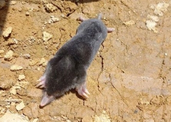 discovery of a new mole rat species in the highlands 117389