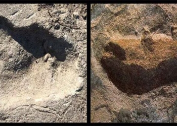 discovery of a new species 3 7 million years old with bear like paw 117491