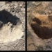 discovery of a new species 3 7 million years old with bear like paw 117491