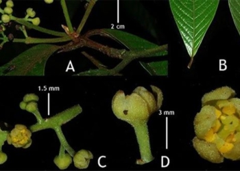 discovery of a new species of plants with extremely critical value at vu quang national park 117498