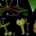 discovery of a new species of plants with extremely critical value at vu quang national park 117498