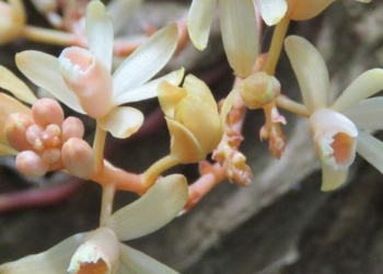 discovery of a non rare species of orchid in quang tri 117057