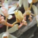 discovery of a non rare species of orchid in quang tri 117057