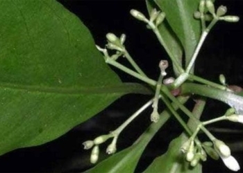 discovery of a plant in samoa could help treat covid 19 116928