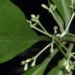 discovery of a plant in samoa could help treat covid 19 116928