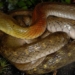 discovery of a poisonous snail eating frog species 116074