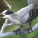 discovery of a strange long beaked bird in china 116023