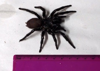 discovery of an 8 legged monster 7 6cm long with fangs piercing through human fingers 117252