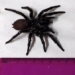 discovery of an 8 legged monster 7 6cm long with fangs piercing through human fingers 117252