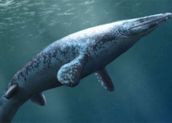 discovery of an ancient sea monster similar to a crocodile 115739