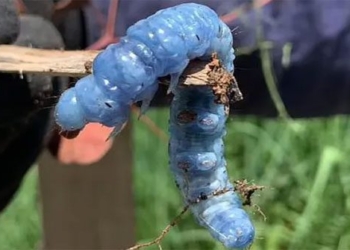 discovery of blue green snake resembling character in alice in wonderland 117061