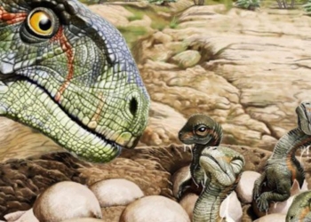 discovery of dinosaur egg with over 100 samples and 80 bones 116807