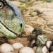 discovery of dinosaur egg with over 100 samples and 80 bones 116807