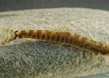 discovery of freshwater fish species disappeared for nearly 50 years 117749