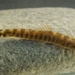 discovery of freshwater fish species disappeared for nearly 50 years 117749