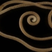 discovery of organisms below the ground with a record 1 306 legs 117771